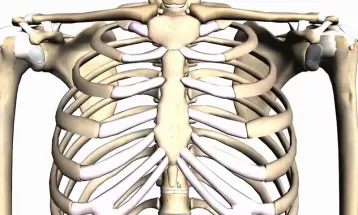
                                                موضوعات علمية من الخطب - الموضوع : 423 - الهيكل العظمي في الإنسان .