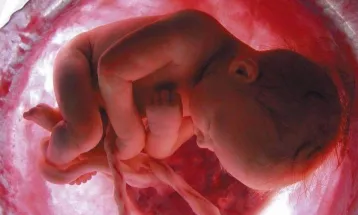 
                                                موضوعات علمية من الخطب - الموضوع : 421 - المشيمة - الغشاء الفاصل